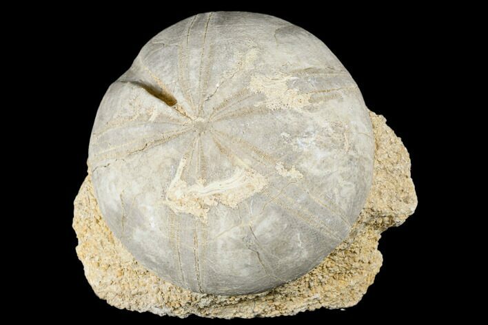 Jurassic Sea Urchin (Clypeus) Fossil - England #177049